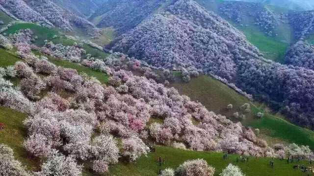 世界濒危的野生植物，长满栾川红豆杉景区！