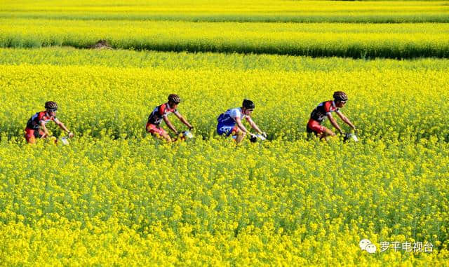 2019年，罗平又有一大波精彩旅游节庆活动来袭，你绝对无法抗拒！