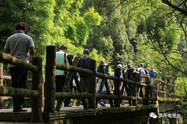 2019年，罗平又有一大波精彩旅游节庆活动来袭，你绝对无法抗拒！