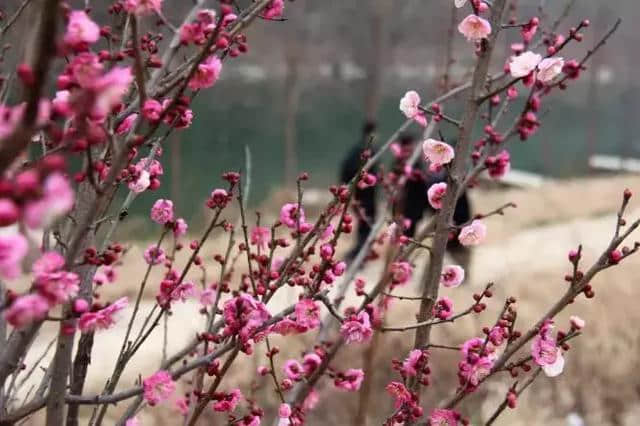 相约春天 踏青赏花，为你推荐8个宜昌春季踏青好去处