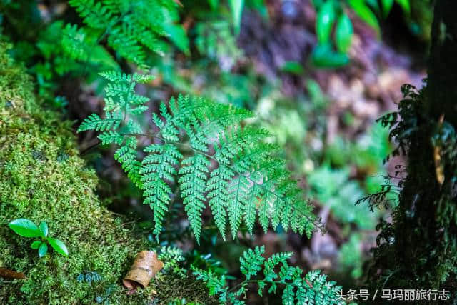 这个春节不跟风玩丽江，情侣们都爱去这5个地方打卡