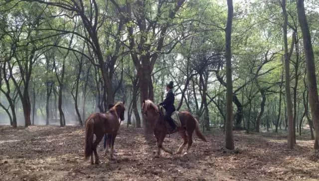 金华唯一！三年前还是个穷乡村，现在很多大牌明星都往这里去，牛羊鸡鸭都成了“戏精”