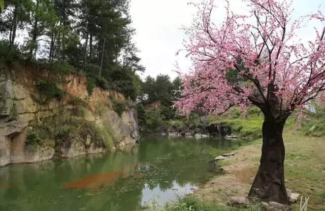 金华唯一！三年前还是个穷乡村，现在很多大牌明星都往这里去，牛羊鸡鸭都成了“戏精”