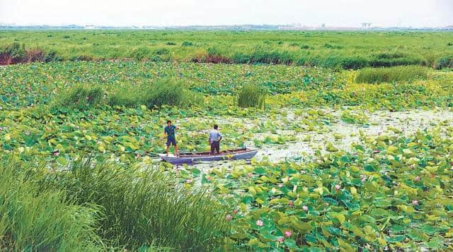 925丨最美赏荷季到来~衡水湖景区夏日旅游正当时