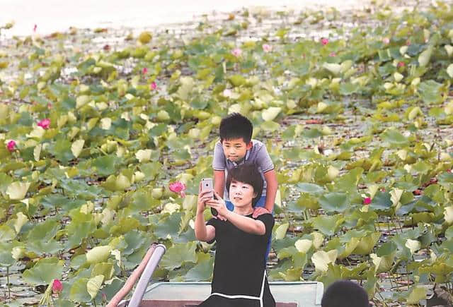 925丨最美赏荷季到来~衡水湖景区夏日旅游正当时