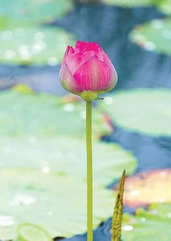 925丨最美赏荷季到来~衡水湖景区夏日旅游正当时