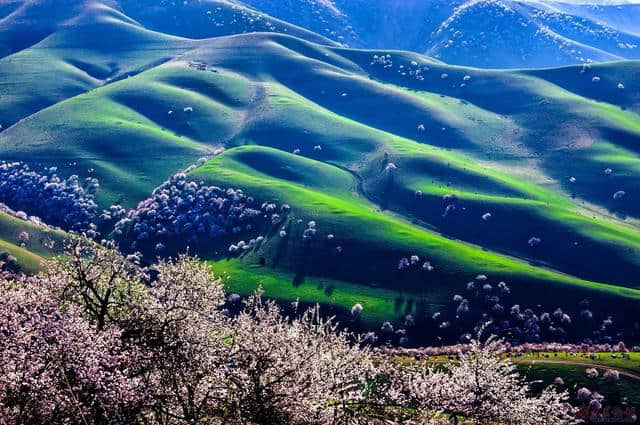 这8个春季赏花的好地方！非常值得去