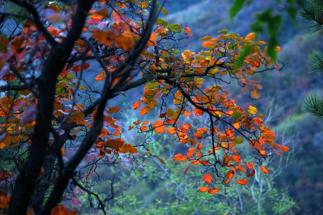 河南神农山旅游攻略：炎帝尝百草之处，道教老子飞升之所