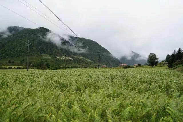 老司机带你游川西，一路避暑一路游山玩水！今夏就你会玩！