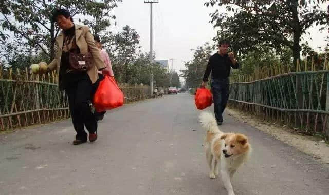 菏泽穆李村600多亩苹果、柿子等你去采摘！约么？