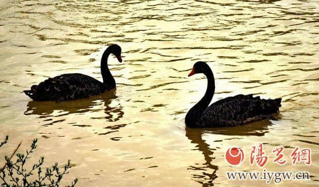 春游踏青 浐灞国家湿地公园自然风光一日游