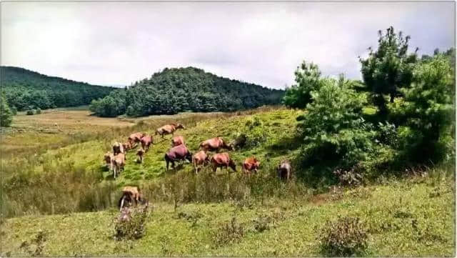 一份来自楚雄双柏本地人的旅居攻略，带你看山看水看山花烂漫！