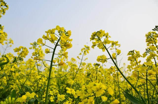 上海春季赏花攻略，最美赏花好去处