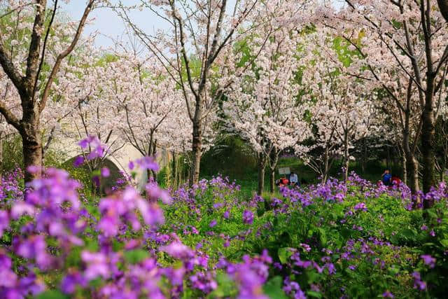 上海春季赏花攻略，最美赏花好去处