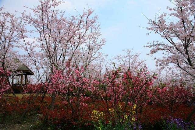 上海春季赏花攻略，最美赏花好去处