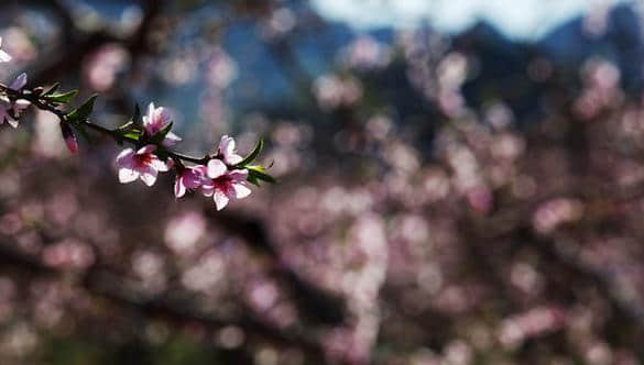 杭州 | 又到了整个城市就是花园的季节了