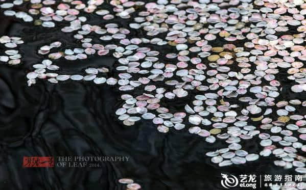 杭州 | 又到了整个城市就是花园的季节了