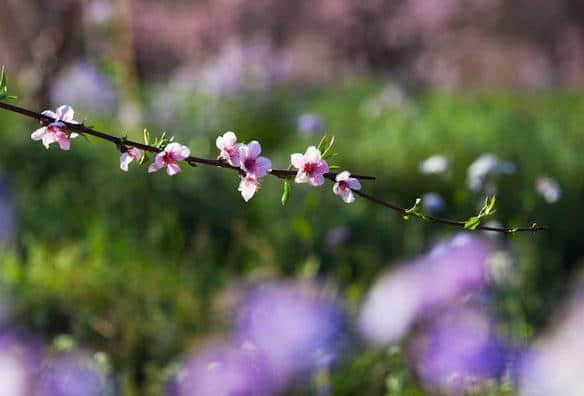 杭州 | 又到了整个城市就是花园的季节了