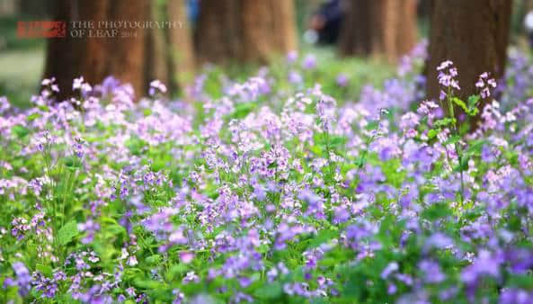 杭州 | 又到了整个城市就是花园的季节了