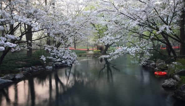 杭州 | 又到了整个城市就是花园的季节了