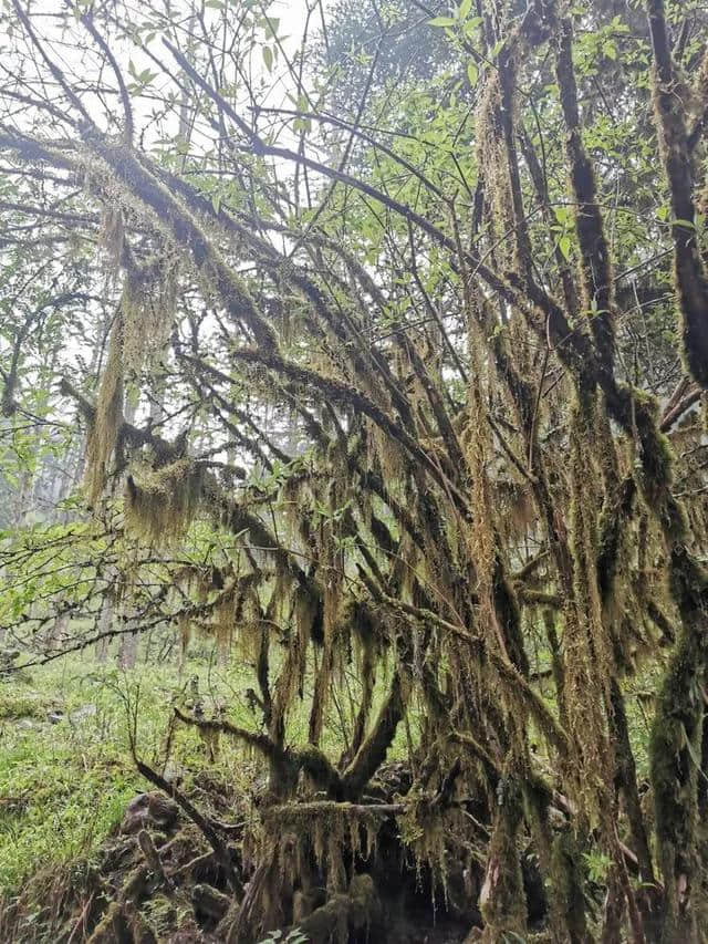 旅行，无问年龄：连载大叔川西游记（一）