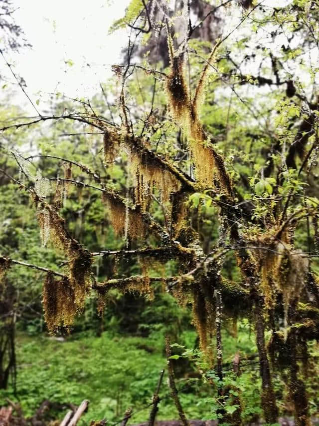 旅行，无问年龄：连载大叔川西游记（一）