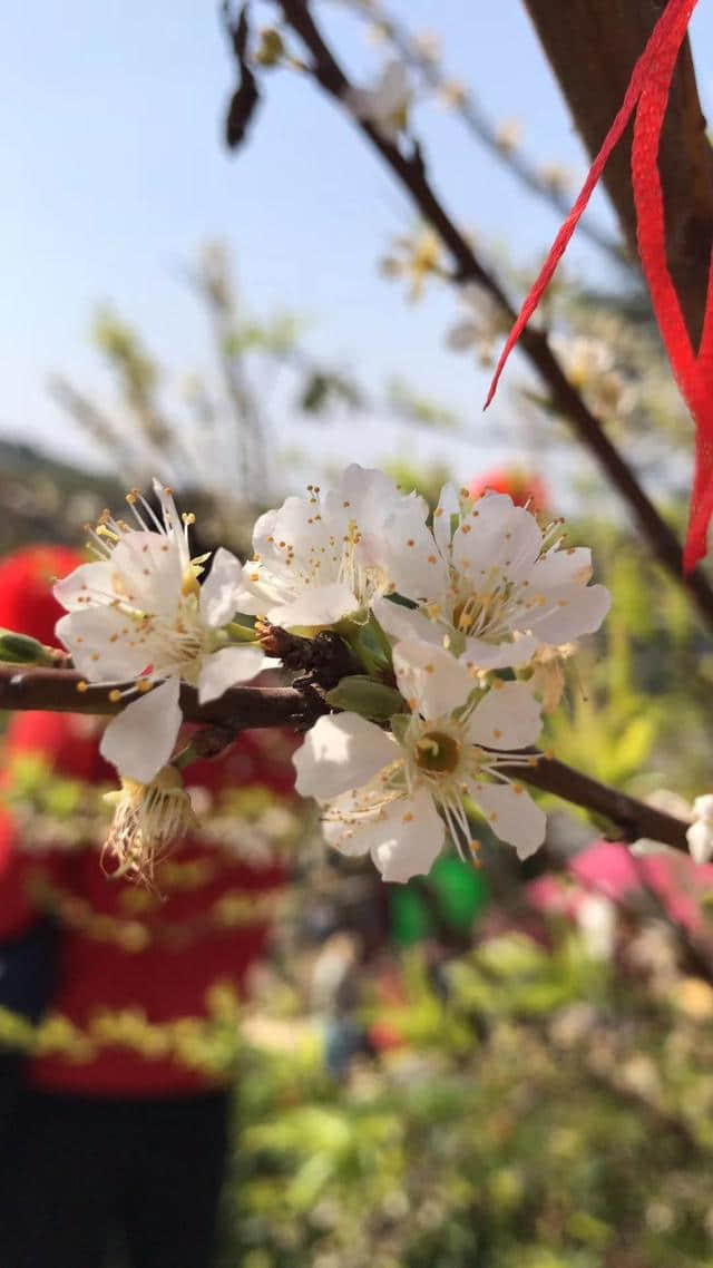 三生三世“六留·山李人家”今天开园了！