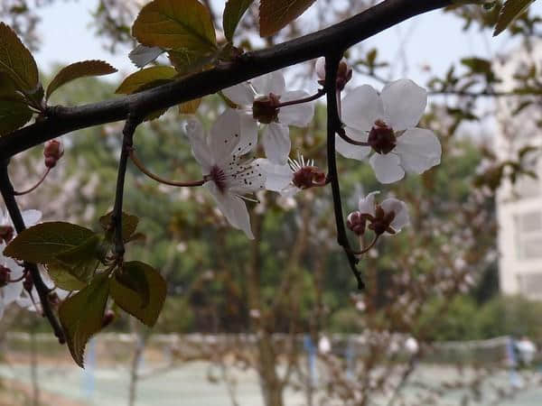 春天临近，几个适合春日旅行的好去处，来一场说走就走的旅行