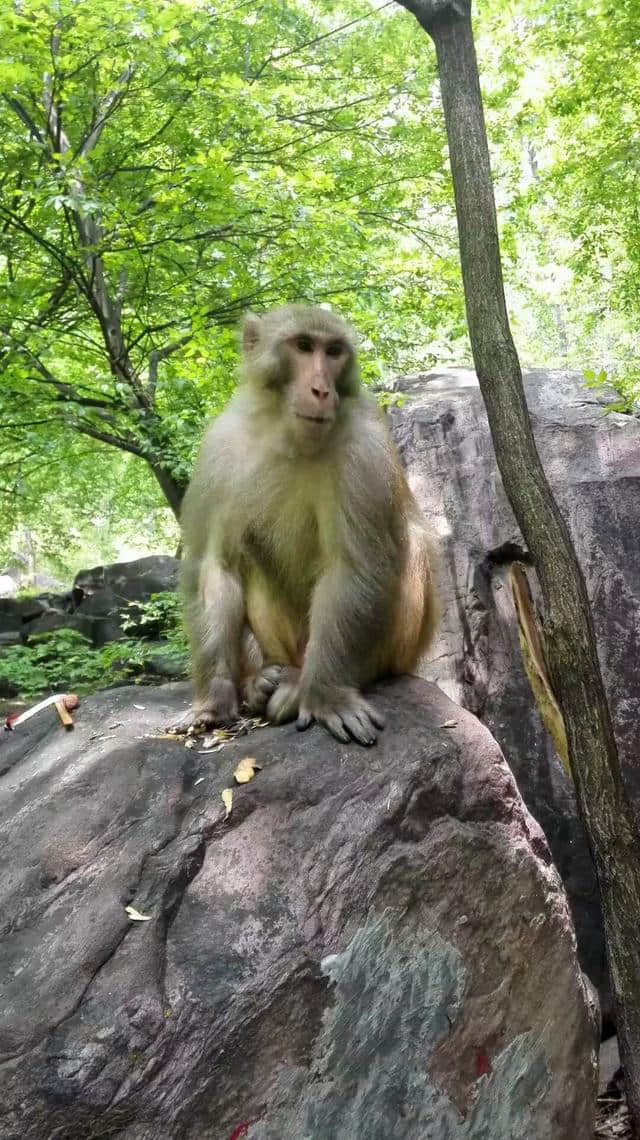 畅游河南5A景区——焦作云台山