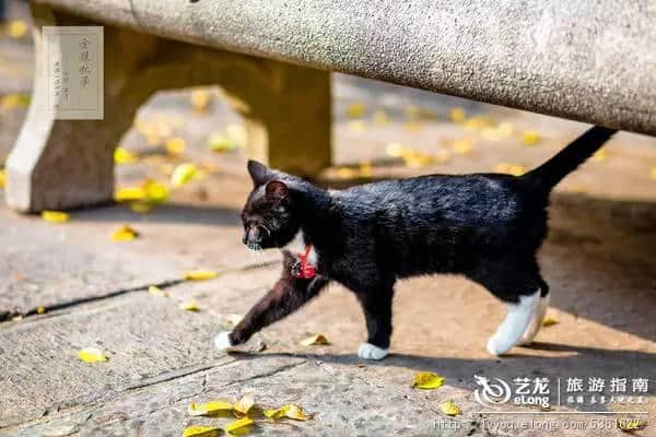 江南秋日4个超美地 闲逛小桥流水人家