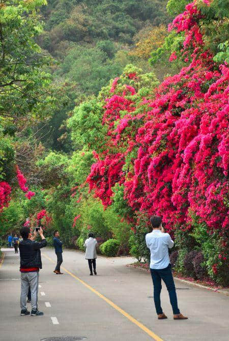 深圳居然是最佳旅游城市