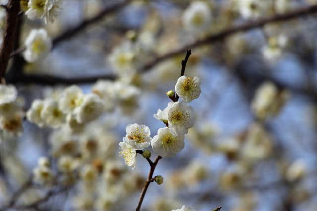 春季赏梅好去处，明孝陵梅花山绽放南京