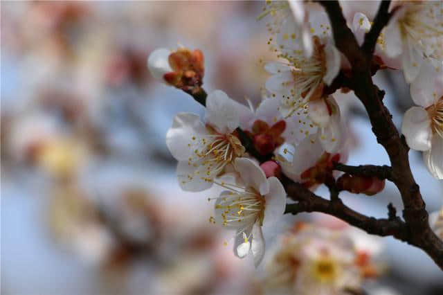 春季赏梅好去处，明孝陵梅花山绽放南京