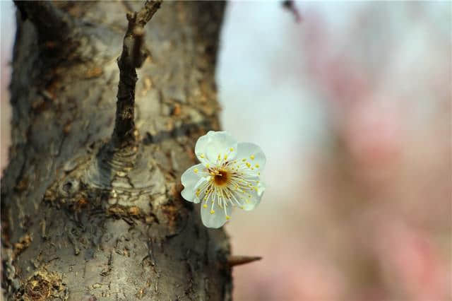 春季赏梅好去处，明孝陵梅花山绽放南京