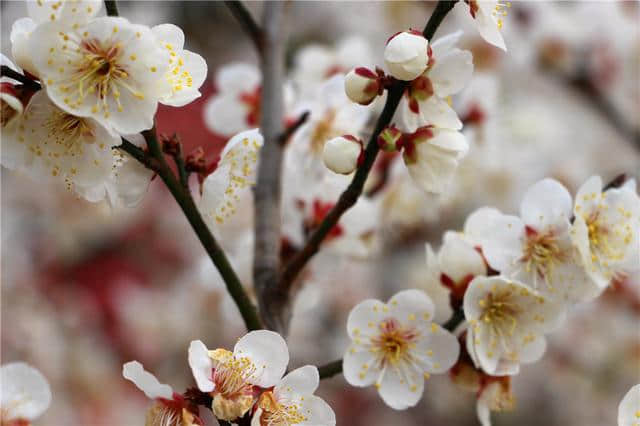 春季赏梅好去处，明孝陵梅花山绽放南京