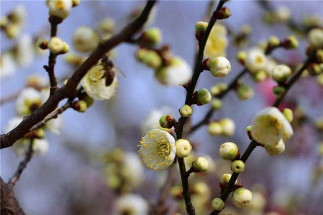 春季赏梅好去处，明孝陵梅花山绽放南京