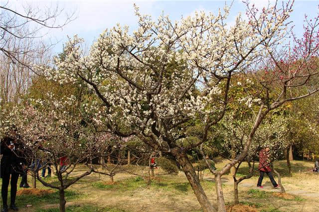 春季赏梅好去处，明孝陵梅花山绽放南京