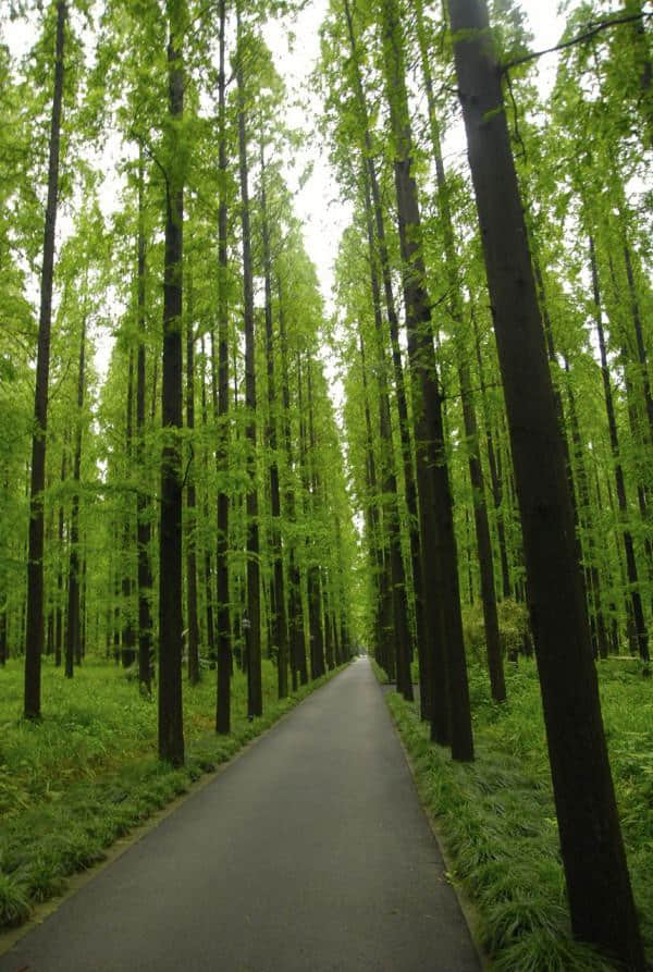 “中国第三大岛”——上海崇明岛，一个风景绝美的休闲胜地