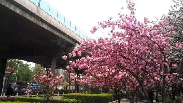 石家庄这场最盛大的樱花节来啦！（附赏玩全攻略）