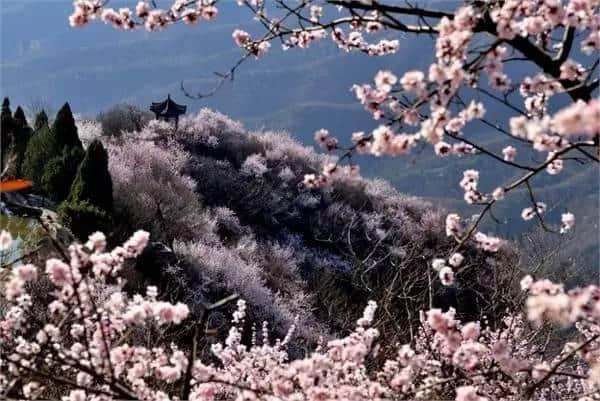 石家庄这场最盛大的樱花节来啦！（附赏玩全攻略）