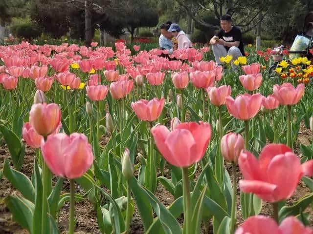 石家庄这场最盛大的樱花节来啦！（附赏玩全攻略）