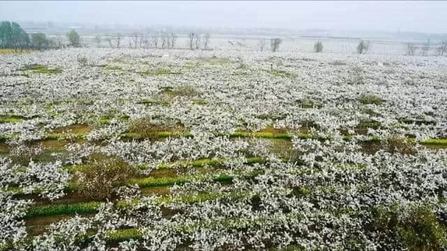 石家庄这场最盛大的樱花节来啦！（附赏玩全攻略）