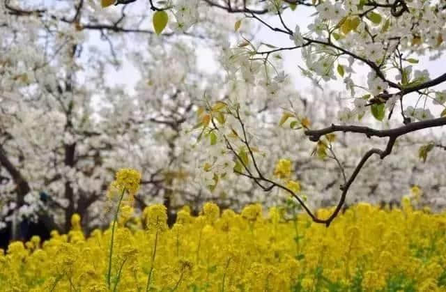 石家庄这场最盛大的樱花节来啦！（附赏玩全攻略）