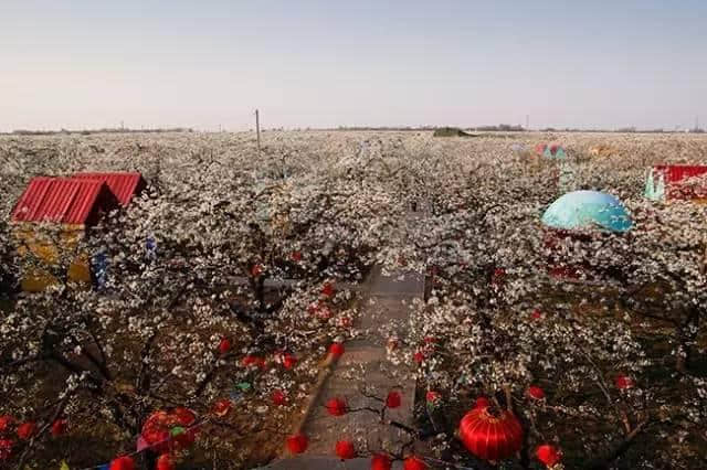 石家庄这场最盛大的樱花节来啦！（附赏玩全攻略）