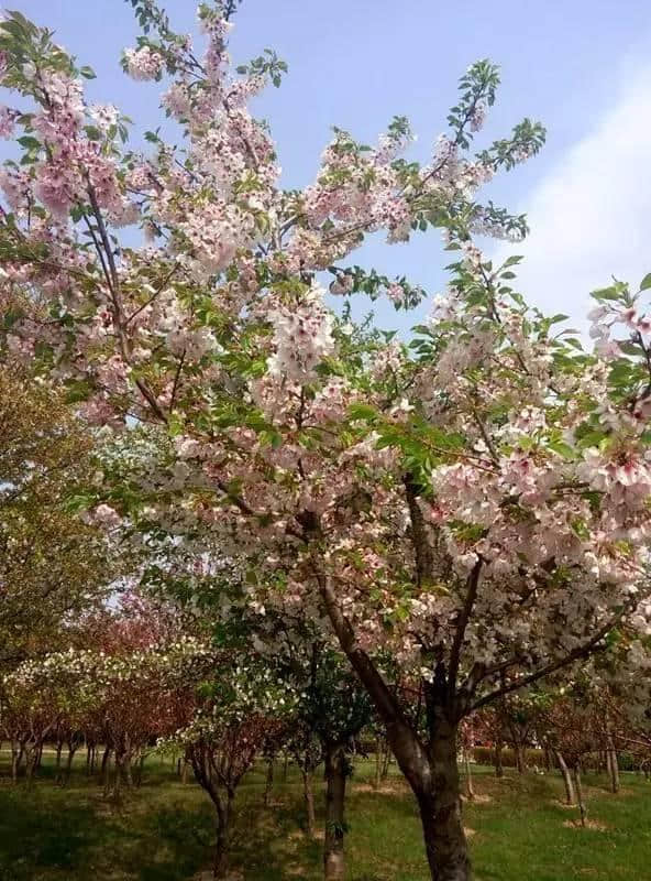 石家庄这场最盛大的樱花节来啦！（附赏玩全攻略）