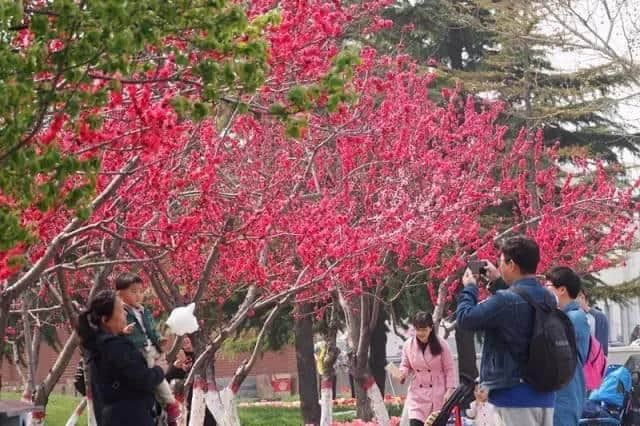 石家庄这场最盛大的樱花节来啦！（附赏玩全攻略）