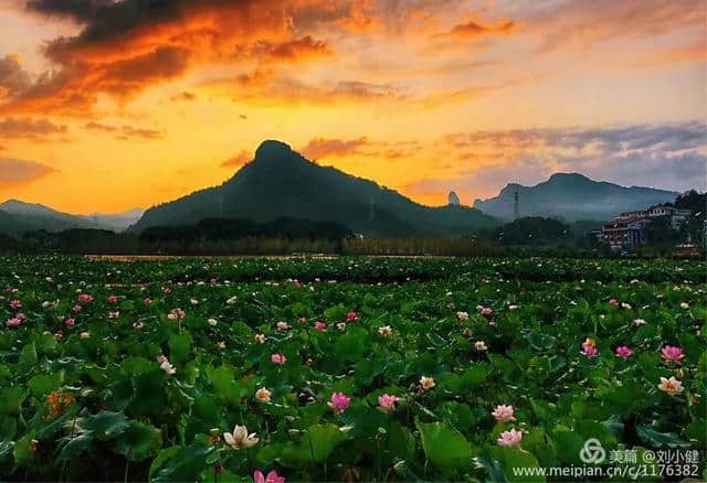 【浪漫石城】七夕节，送你一片夏花绚烂~