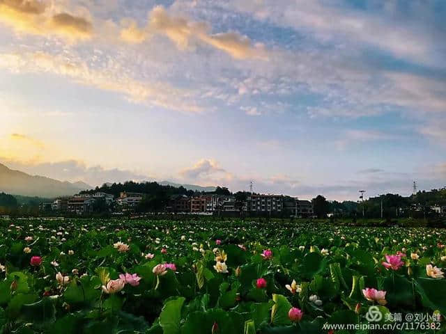 【浪漫石城】七夕节，送你一片夏花绚烂~