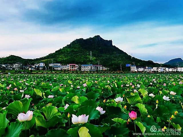 【浪漫石城】七夕节，送你一片夏花绚烂~