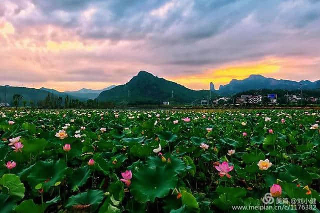 【浪漫石城】七夕节，送你一片夏花绚烂~